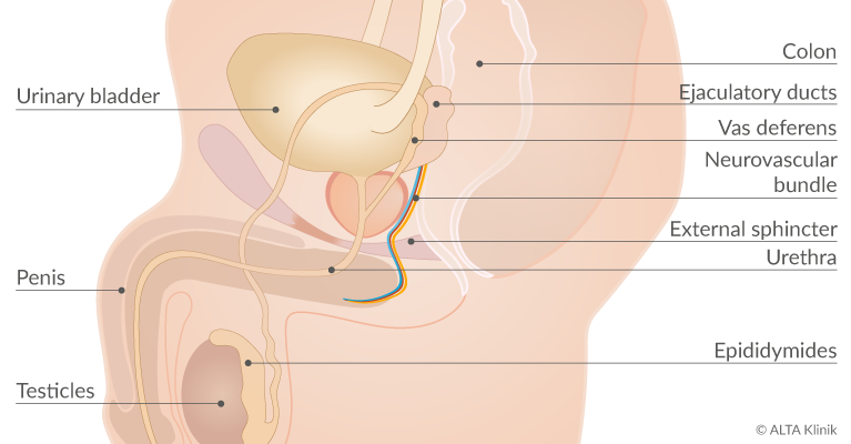 Top 7 alimente anti-cancer | polivet.ro