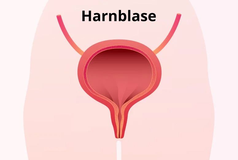 Darstellung der Harnblase