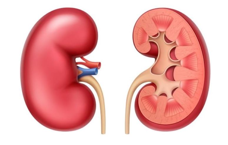 Glomerulonephritis - Illustration der Nieren