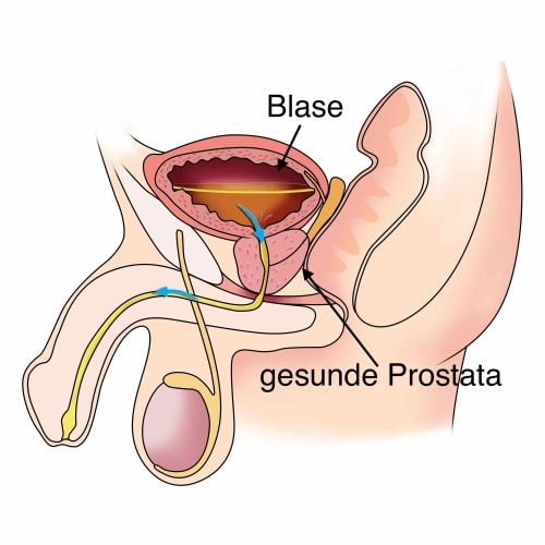 Gesunde Prostata