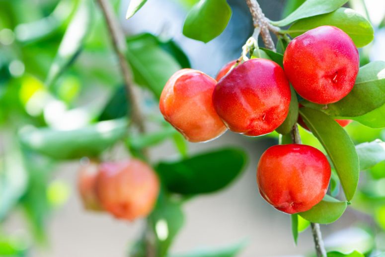 Acerola
